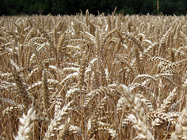 Champ de blé